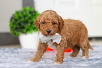 Maddie, a female Miniature Goldendoodle for sale in Sugarcreek, OH – Photo 2 of 5