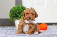 Maddie, a female Miniature Goldendoodle for sale in Sugarcreek, OH – Photo 1 of 5