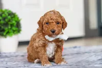 Maddie, a female Miniature Goldendoodle for sale in Sugarcreek, OH – Photo 4 of 5
