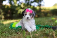 Isadora, a female Miniature Bernedoodle for sale in Sugarcreek, OH – 2 of 7
