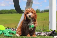 Cade, a male Goldendoodle for sale in Sugarcreek, OH – 2 of 5