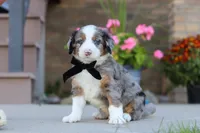 Mickey, a male Miniature Bernedoodle for sale in Sugarcreek, OH – 2 of 6
