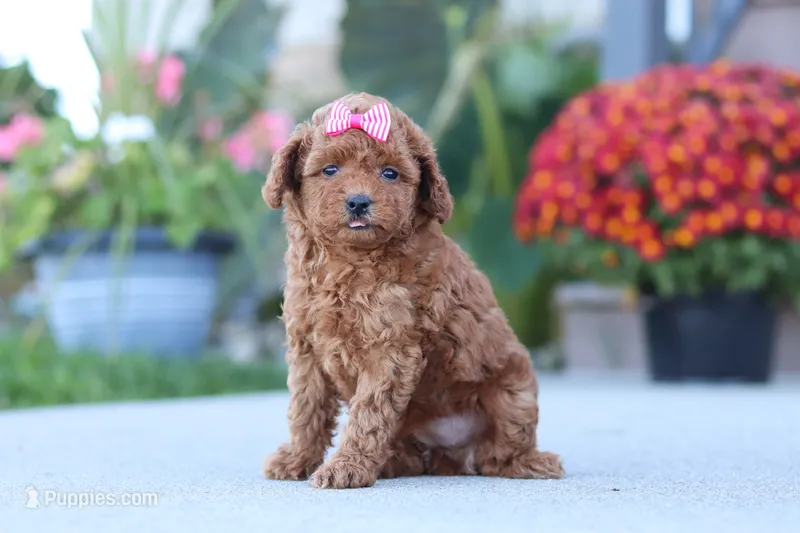 Nala – Poodle - Miniature  puppy for sale in Sugarcreek, OH