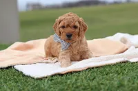 Tigger, a male Miniature Labradoodle for sale in Sugarcreek, OH – Photo 5 of 7