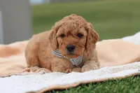 Tigger, a male Miniature Labradoodle for sale in Sugarcreek, OH – Photo 2 of 7