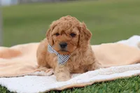 Tigger, a male Miniature Labradoodle for sale in Sugarcreek, OH – Photo 3 of 7