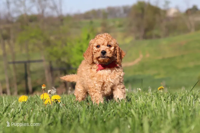 Tigger – Miniature Labradoodle puppy on hold in Sugarcreek, OH