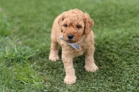 Tigger, a male Miniature Labradoodle for sale in Sugarcreek, OH – Photo 4 of 7