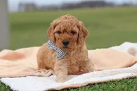 Tigger, a male Miniature Labradoodle for sale in Sugarcreek, OH – Photo 6 of 7