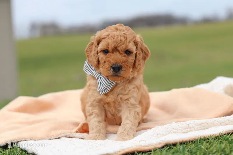 Tigger – Miniature Labradoodle puppy for sale in Sugarcreek, OH
