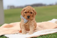Tigger, a male Miniature Labradoodle for sale in Sugarcreek, OH – Photo 1 of 7