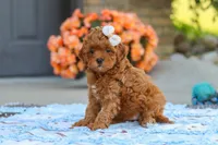 Fiona, a female Cavapoo for sale in Sugarcreek, OH – 2 of 6