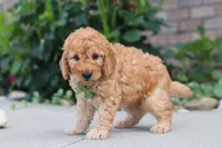 Kobe, a male Miniature Labradoodle for sale in Sugarcreek, OH – 2 of 6