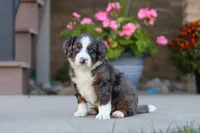 Macy, a female Miniature Bernedoodle for sale in Sugarcreek, OH – 2 of 6