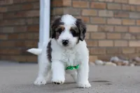 Charlie, a male Miniature Bernedoodle for sale in Sugarcreek, OH – Photo 4 of 6