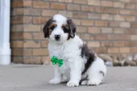 Charlie, a male Miniature Bernedoodle for sale in Sugarcreek, OH – Photo 1 of 6