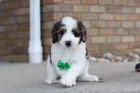 Charlie, a male Miniature Bernedoodle for sale in Sugarcreek, OH – Photo 5 of 6