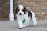 Charlie, a male Miniature Bernedoodle for sale in Sugarcreek, OH – Photo 3 of 6