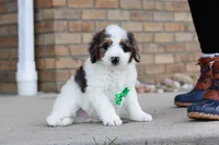 Charlie, a male Miniature Bernedoodle for sale in Sugarcreek, OH – Photo 6 of 6