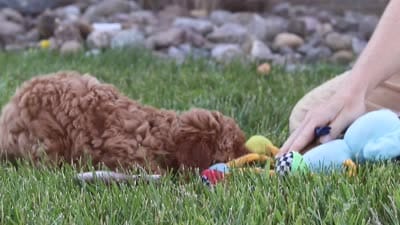 Finn, a male Cavapoo for sale in Sugarcreek, OH – 7 of 7