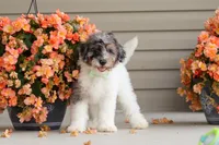 Dannie, a male Miniature Bernedoodle for sale in Sugarcreek, OH – 3 of 10
