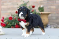 Mason, a male Miniature Bernedoodle for sale in Sugarcreek, OH – 6 of 6