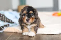 Duke, a male Miniature Bernedoodle for sale in Sugarcreek, OH – 4 of 10