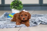 Lulu, a female Cavapoo for sale in Sugarcreek, OH – 3 of 8