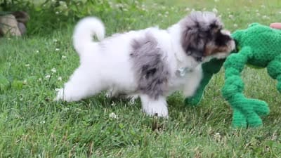 Dannie, a male Miniature Bernedoodle for sale in Sugarcreek, OH – 10 of 10