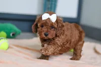 Lacy, a female Cavapoo for sale in Sugarcreek, OH – 2 of 6