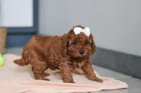 Lacy, a female Cavapoo for sale in Sugarcreek, OH – 5 of 6