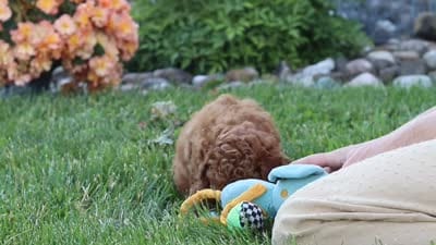 Fletcher, a male Cavapoo for sale in Sugarcreek, OH – 6 of 6