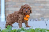 Jaiden, a male Cavapoo for sale in Sugarcreek, OH – 2 of 5