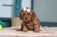 Lena, a female Cavapoo for sale in Sugarcreek, OH – 1 of 7