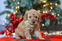 Griffin, a male Miniature Goldendoodle for sale in Sugarcreek, OH – Photo 6 of 7