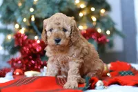 Griffin, a male Miniature Goldendoodle for sale in Sugarcreek, OH – Photo 7 of 7