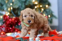 Griffin, a male Miniature Goldendoodle for sale in Sugarcreek, OH – Photo 3 of 7