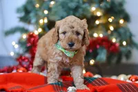 Griffin, a male Miniature Goldendoodle for sale in Sugarcreek, OH – Photo 5 of 7