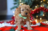 Griffin, a male Miniature Goldendoodle for sale in Sugarcreek, OH – Photo 4 of 7