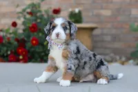 Mack, a male Miniature Bernedoodle for sale in Sugarcreek, OH – 3 of 6
