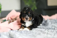 Dolly, a female Miniature Bernedoodle for sale in Sugarcreek, OH – 8 of 10
