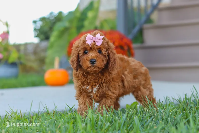 Lacy – Cavapoo puppy for sale in Sugarcreek, OH