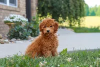 Fletcher, a male Cavapoo for sale in Sugarcreek, OH – 5 of 6