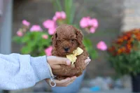 Newton, a male Poodle - Miniature  for sale in Sugarcreek, OH – 4 of 8