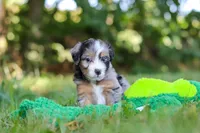 Ira, a male Miniature Bernedoodle for sale in Sugarcreek, OH – 3 of 8