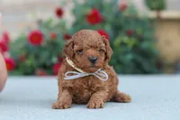 Newton, a male Poodle - Miniature  for sale in Sugarcreek, OH – 6 of 8