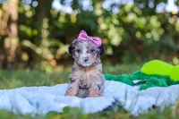 Ivy, a female Miniature Bernedoodle for sale in Sugarcreek, OH – 4 of 7