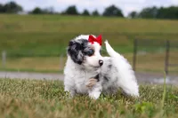 Holly, a female Miniature Bernedoodle for sale in Sugarcreek, OH – 3 of 7