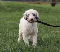 Huck, a male Miniature Bernedoodle for sale in Sugarcreek, OH – 10 of 10