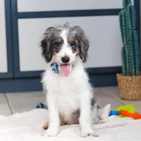 Denver, a male Miniature Bernedoodle for sale in Sugarcreek, OH – Photo 1 of 6